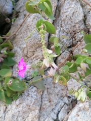 Mirabilis viscosa