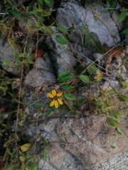 Wedelia acapulcensis