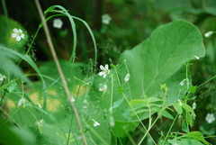 Cerastium davuricum