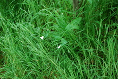 Cerastium davuricum