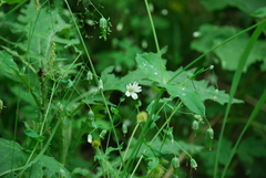 Cerastium davuricum