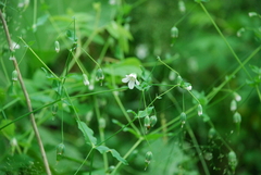 Cerastium davuricum