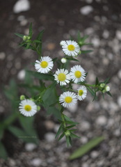 Erigeron annuus