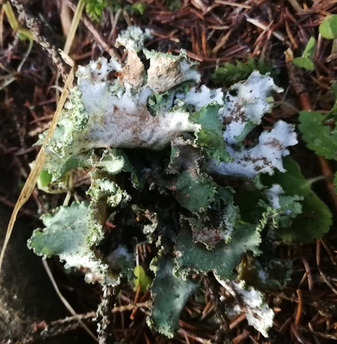 pľuzgierka sivá (Platismatia glauca)
