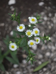 Erigeron annuus