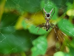 Micrathena sexspinosa
