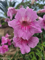 Podranea ricasoliana