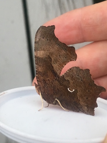Eastern Comma, photo 9 of 9