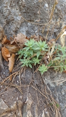 Linaria genistifolia