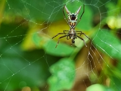 Micrathena sexspinosa