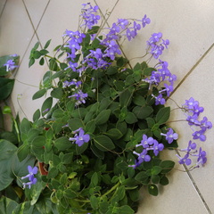 Streptocarpus saxorum