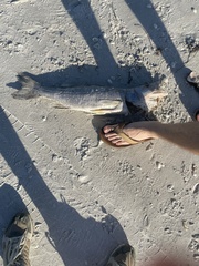 Centropomus undecimalis