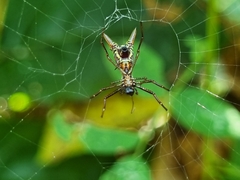 Micrathena sexspinosa