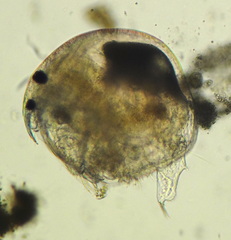 Chydorus sphaericus