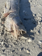 Centropomus undecimalis