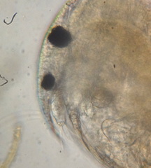 Chydorus sphaericus