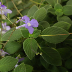 Streptocarpus saxorum