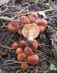 Flammulina