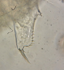 Chydorus sphaericus