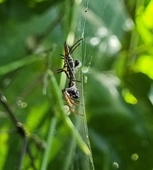 Micrathena sexspinosa