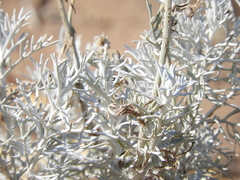 Senecio viravira