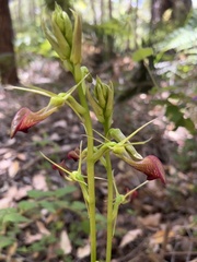 Cryptostylis ovata