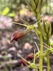 Cryptostylis ovata