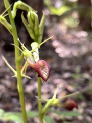 Cryptostylis ovata