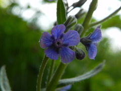 Cynoglottis barrelieri