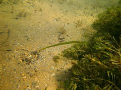 Siphonognathus argyrophanes