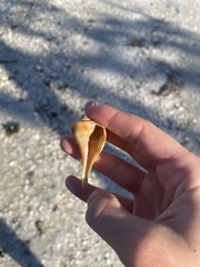 Fulguropsis pyruloides