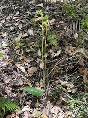 Cryptostylis ovata