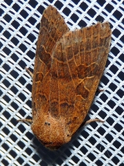 Agrochola nitida