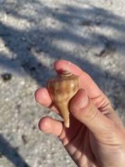 Fulguropsis pyruloides