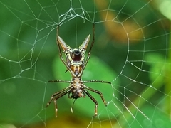 Micrathena sexspinosa
