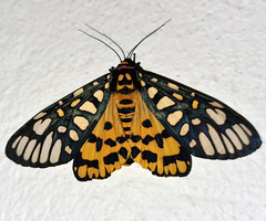 Aglaomorpha plagiata