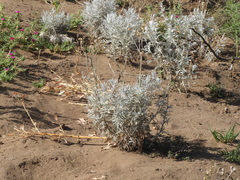 Senecio viravira