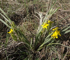 Hypoxis acuminata