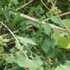 Biblis hyperia
