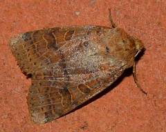 Agrochola nitida