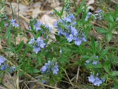 Veronica prostrata