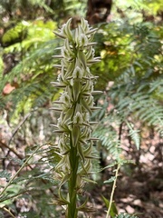 Prasophyllum brownii
