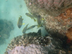 Plectorhinchus gaterinus