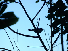 Setophaga caerulescens