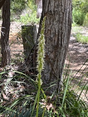 Prasophyllum brownii