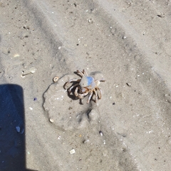 Mictyris longicarpus