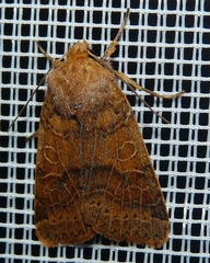 Agrochola nitida