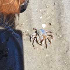 Mictyris longicarpus