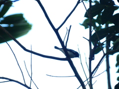 Setophaga caerulescens