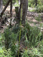 Prasophyllum brownii